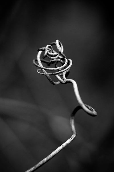 Black and white macro photograph of a tiny curved and knotted vine shot to resemble a large natural sculpture.
