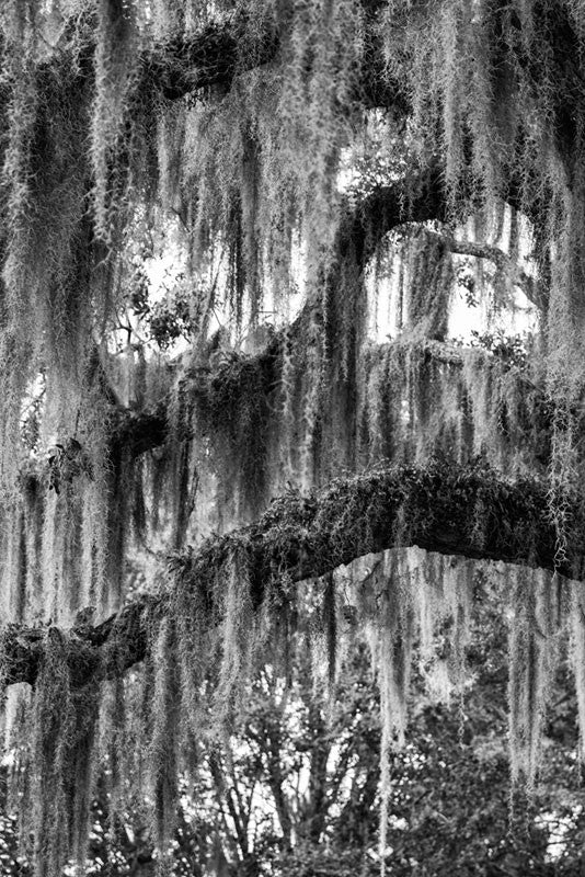 Black and white photograph of southern oak tree branches draped in Spanish moss, located near Savannah, Georgia.
