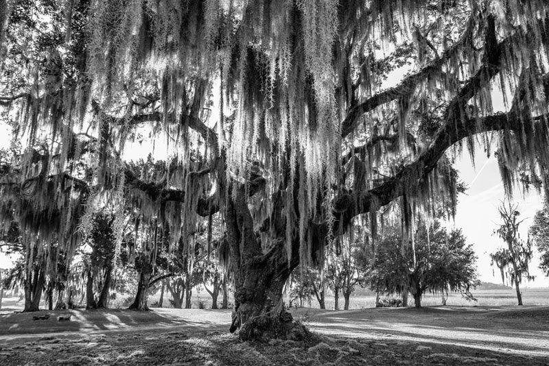 Black and white landscape photograph of sunrise lighting the Spanish moss on a big, sturdy oak tree near the Atlantic coast of Georgia, not far from Savannah.