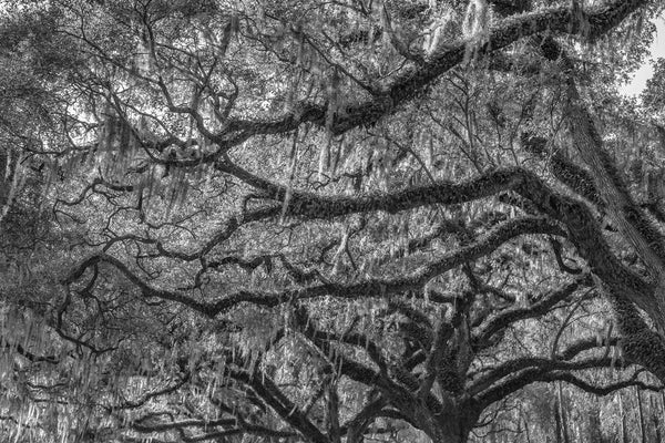 Black and white photograph of ancient southern oak trees draped with Spanish Moss.