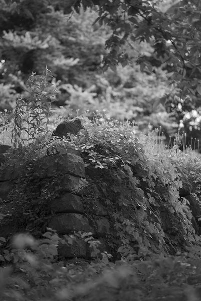 Black and white photograph of the old stone walls of Fort Negley Civil War fort, overgrown with weeds and plants in the woods near Nashville, Tennessee. Fort Negley is a star-shaped structure built of limestone blocks on a hilltop south of the city, and was the largest inland fort built during the American Civil War. The fort was built by the Union army in 1862 as a defensive post after the Confederates lost control of Nashville in successive battles, but with fighting concentrated in other areas, the fort