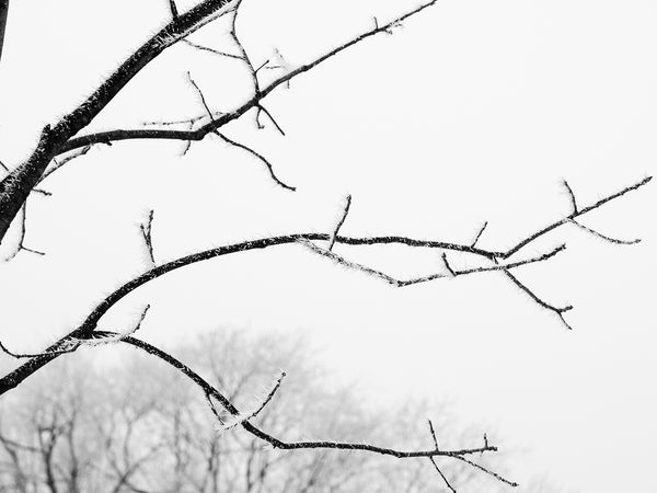 Black and white photograph of hoar frost encrusted on the black branches of a tree on a cold winter morning.