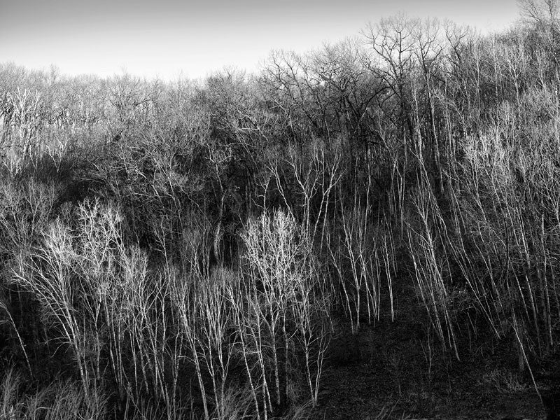 Black and white Minnesota landscape photograph of winter trees catching the last rays of day.
