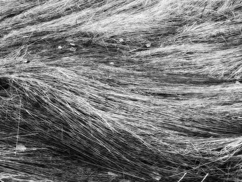 Black and white fine art photograph of tall grasses in Montana swept into a beautiful natural composition by the elements.