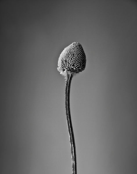 Black and white close-up photograph of a dried flower with missing petals and a curved stem.