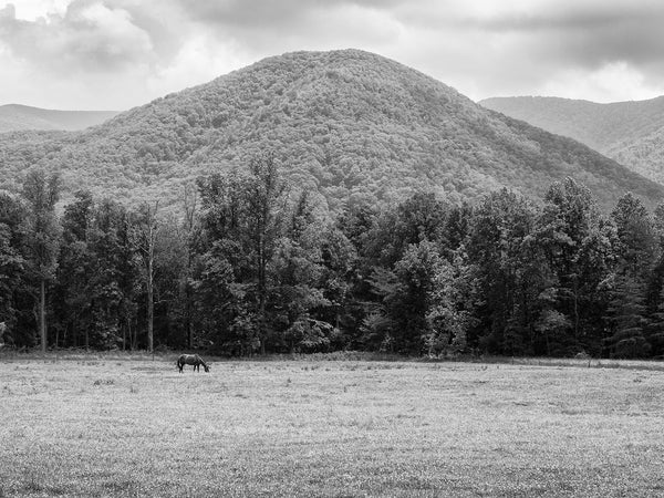 Black and white landscape photograph of a horse peacefully grazing in a lush pasture surrounded by forests and mountains.