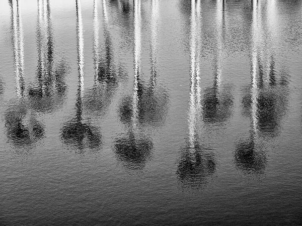 Black and white photograph of rows of palm trees reflecting in a rippled pool.