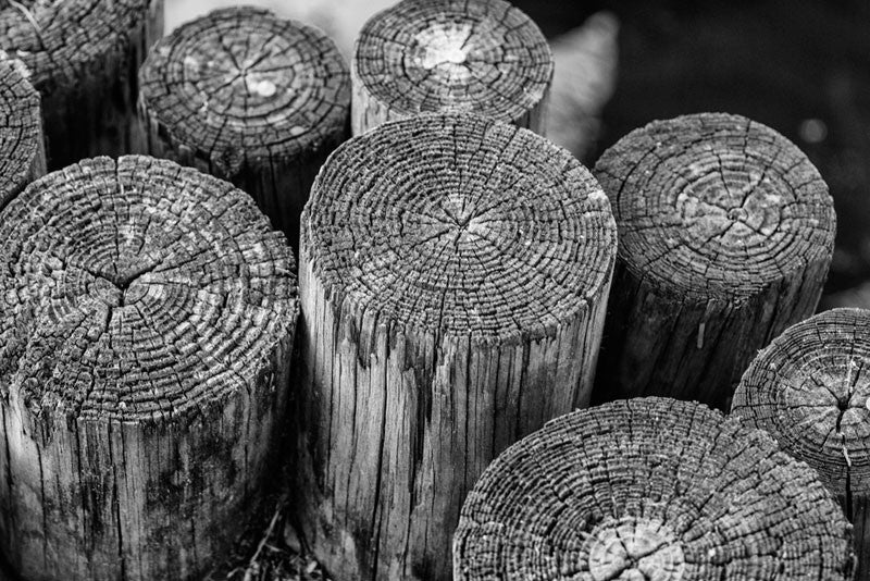 Black and white detail photograph of pier posts on a marsh near the Atlantic Coast.