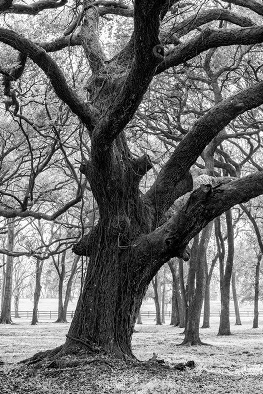 Black and white landscape photograph of a massive, mossy black tree in south Louisiana.