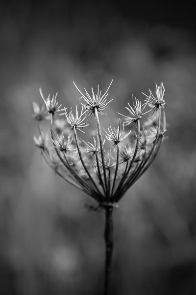 Black and white photograph of a winter seed head on the American prairie.