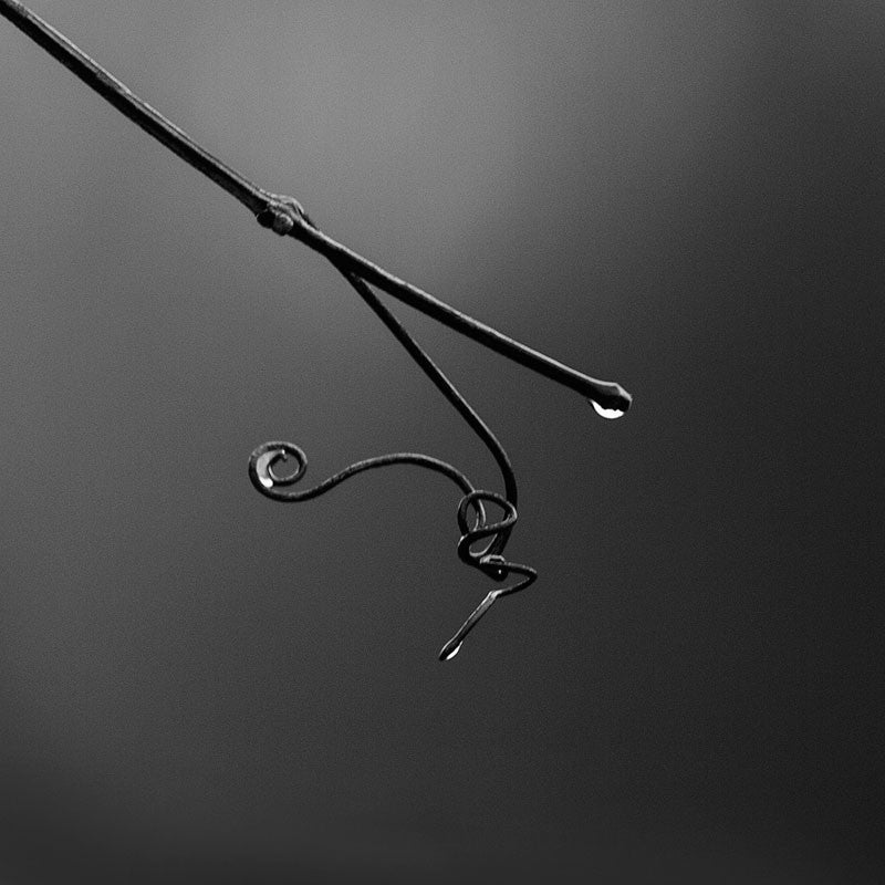 Black and white photograph of sparkling rain drops on a barren curly vine in winter. The swirling shapes of the vine remind me of the movements of a conductor's baton through the air, or perhaps the lilting sounds of music. (Square format)