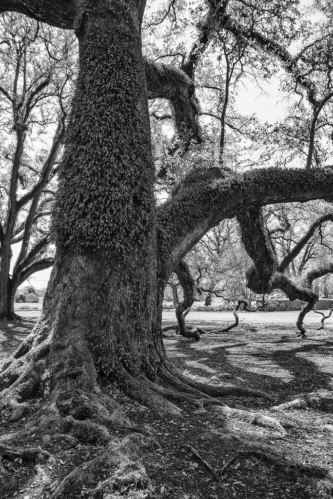 Black and white photograph of a giant southern oak tree whose bark is festooned with resurrection ferns.