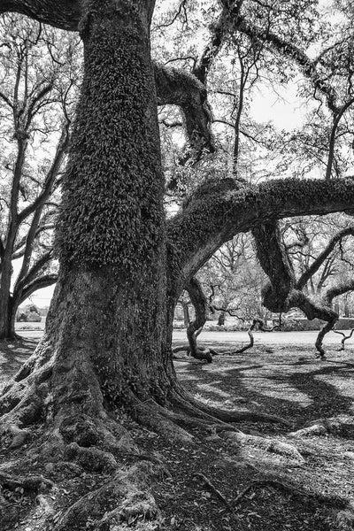 Black and white photograph of a giant southern oak tree whose bark is festooned with resurrection ferns.