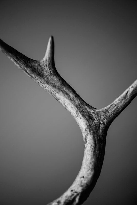 Black and white photograph of a deer antler found in the woods. This photograph explores the beautiful texture, detail and curve of a deer horn within the space.
