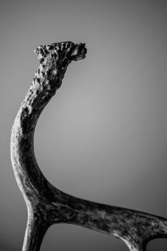 Black and white photograph of a deer antler found in the woods. This photograph explores the texture and detail of a deer horn.   No deer were harmed in the making of this photograph.