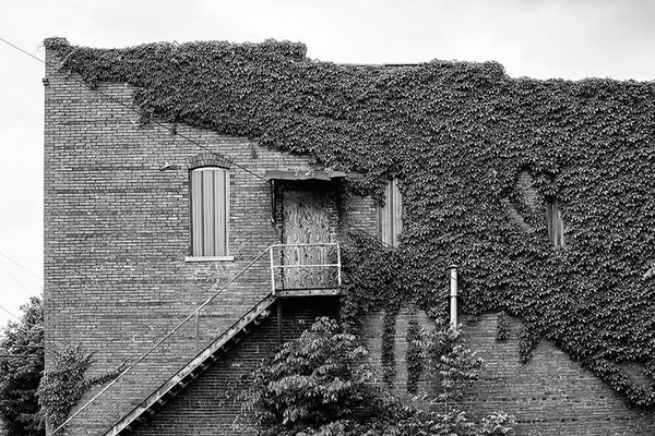 Black and white photograph of the ivy-covered side of the J.E. Winters Co. Dry Goods building, seen in the deserted downtown of Adams, Tennessee. Adams is famous as the home of the Bell witch legend.