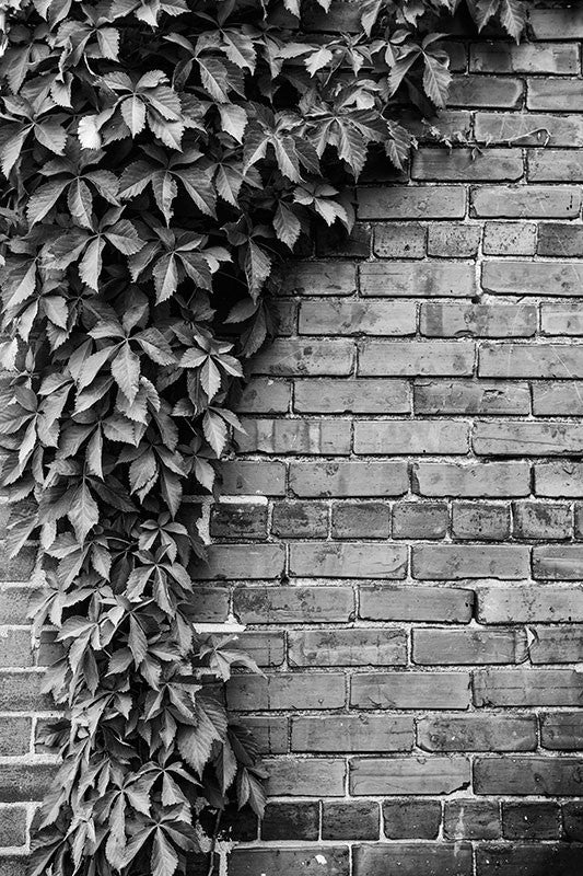 Black and white photograph of a beautiful, old red-brick wall with a curved draping of ivy.