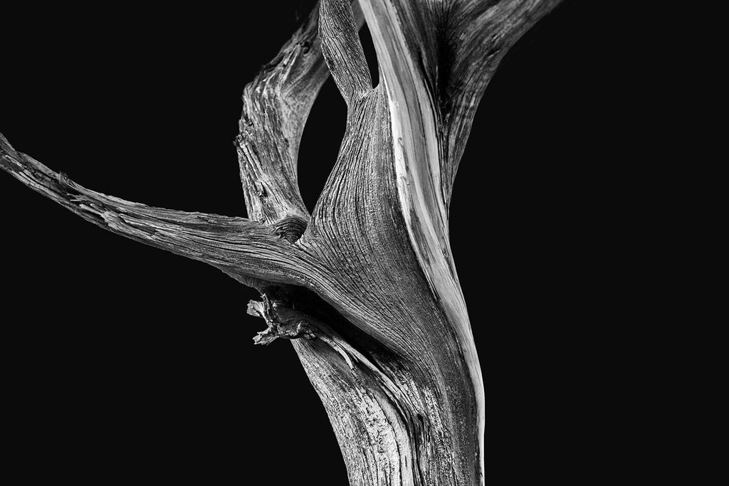 Detailed black and white photograph of an evocatively twisted, textured desert tree in Utah photographed on a dramatic black background.