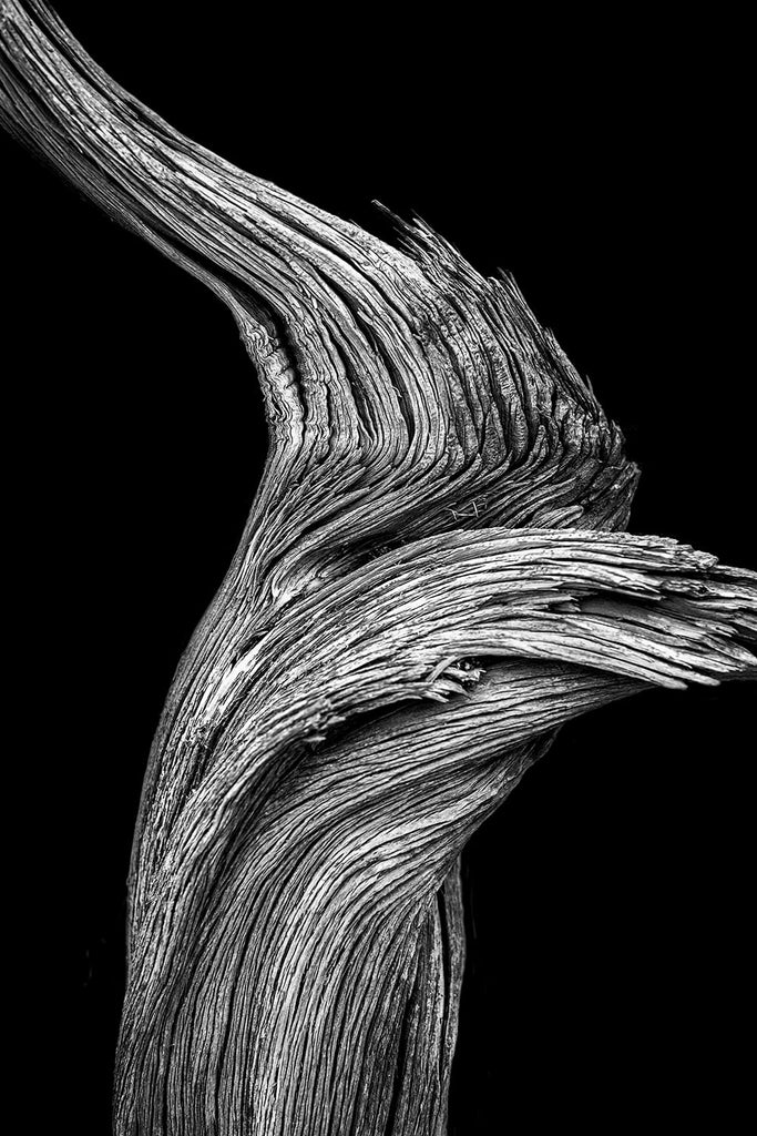 Detailed black and white photograph of a twisted desert tree on a black background, photographed in the desert of Utah.