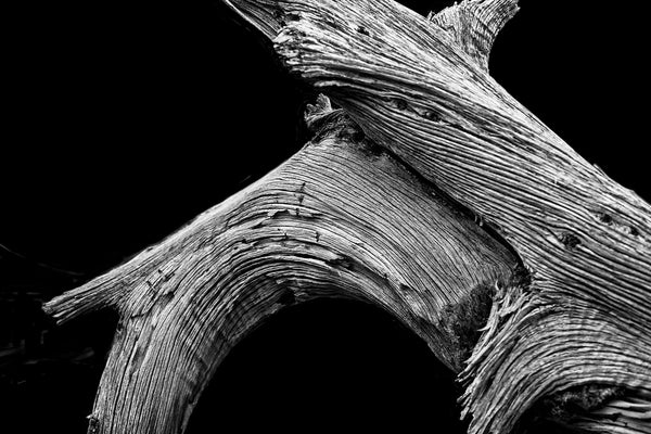 Black and white photograph of a weathered desert tree, somewhat reminiscent of a bowlegged cowboy.
