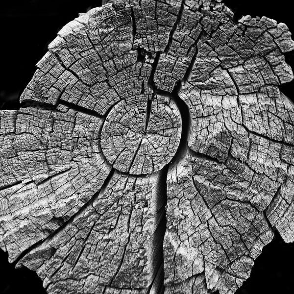 Black and white photograph of tree rings on a cracked and weathered old tree at Mesa Verde Cliff Dwellings in Colorado. The tree rings reminded me of a map of time, appropriate for a place that still holds the homes and artifacts of ancients who lived there a thousand years ago.