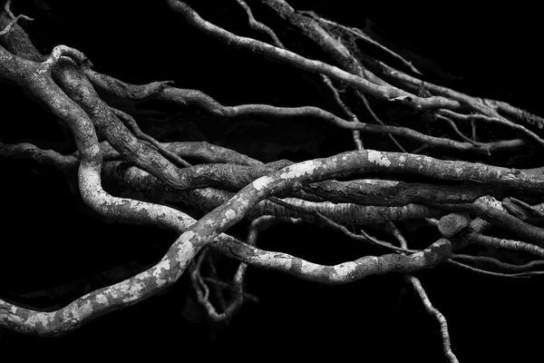 Black and white minimalist landscape photograph of tangled exposed tree roots on a black background.