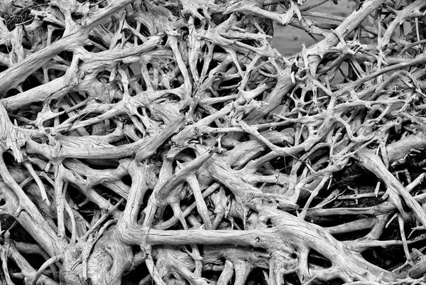Black and white photograph of the upturned root network of a fallen tree on Driftwood Beach at Jekyll Island.