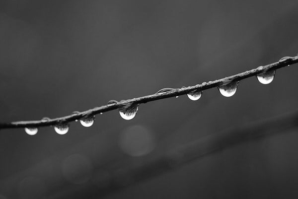 Black and white macro photograph of seven raindrops dangling from a stem on a dark, gloomy autumn day.