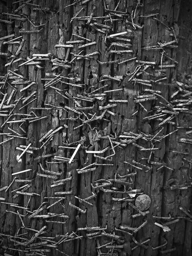 Rusty Staples on a Pole on Willy Street in Madison, Wisconsin (P1266945)