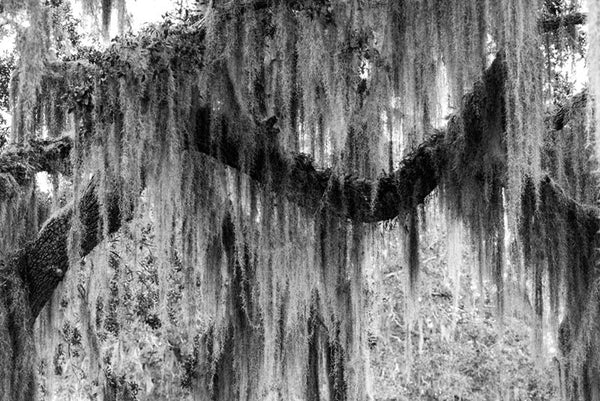 Black and white photograph of a southern oak tree branch shrouded in Spanish moss, giving it a romantic sense of mystery. 