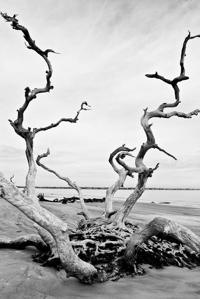 Black and white photograph of a tall, stunning dead tree projecting out of the sand at Driftwood Beach on Jekyll Island, Georgia.