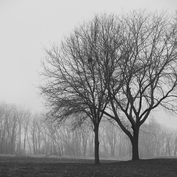 Black and white photograph of two trees on a foggy, dreary morning.