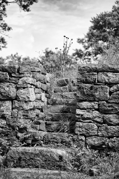 Black and white photograph of thistles growing atop the old limestone walls of Fort Negley near Nashville. Fort Negley is a star-shaped structure built of limestone blocks on a hilltop south of the city, and was the largest inland fort built during the American Civil War. The fort was built by the Union army in 1862 as a defensive post after the Confederates lost control of Nashville in successive battles, but with fighting concentrated in other areas, the fort never saw action.