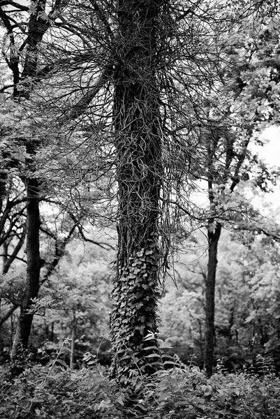 Black and white photograph of a tall tree wrapped with ivy in the forest near Nashville, Tennessee.