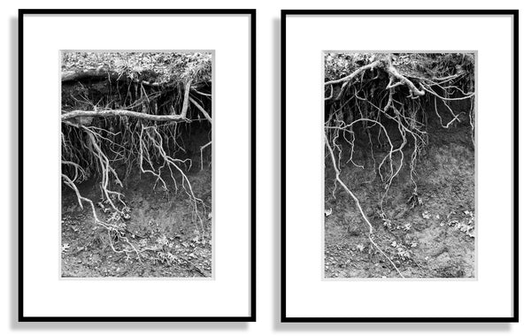Set of two black and white landscape photographs of tree roots dangling from an eroded river bank. Perfect to be framed and displayed side-by-side.