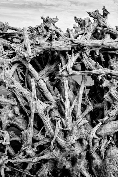 Black and white photograph of the upturned roots of a fallen tree on Driftwood Beach at Jekyll Island, Georgia.