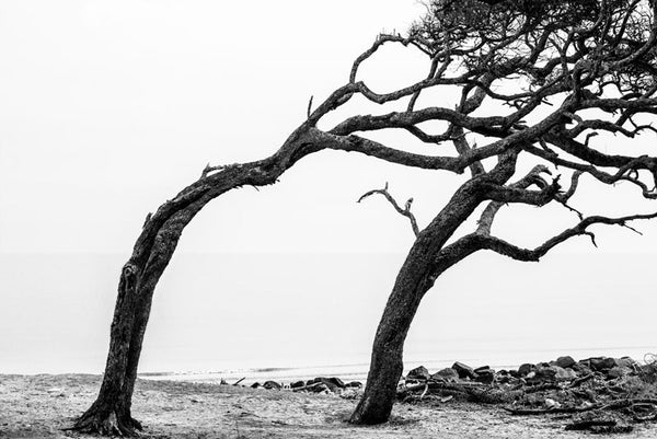 Black and white photograph of windswept trees permanently curved away from the ocean at Driftwood Beach.