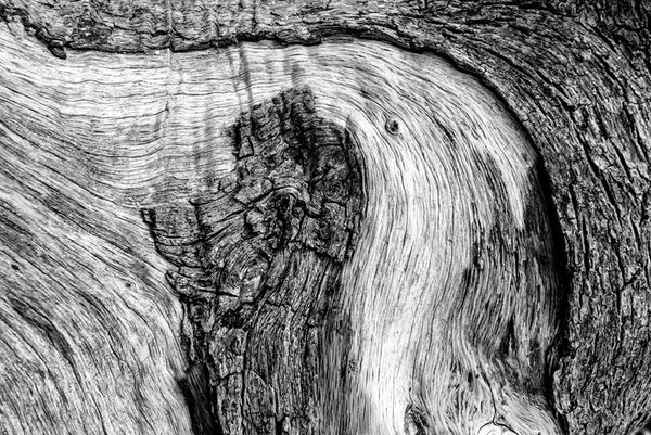 Black and white photograph of the woodgrain and bark texture of a fallen tree on Driftwood Beach at Jekyll Island.