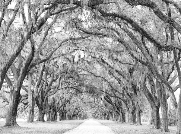 Black and white landscape photograph of the long road leading into the old Wormsloe farm that's lined with hundreds of giant oak trees draped with Spanish moss.