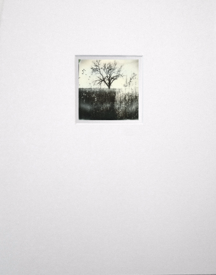 Bleak Tree: Original Polaroid Landscape Photograph Matted to 11 x 14