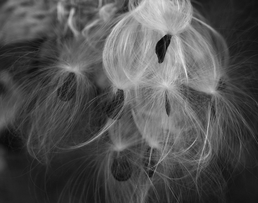 Close-up black and white nature photograph of a milkweed seed pods with the silky fluff breaking through.
