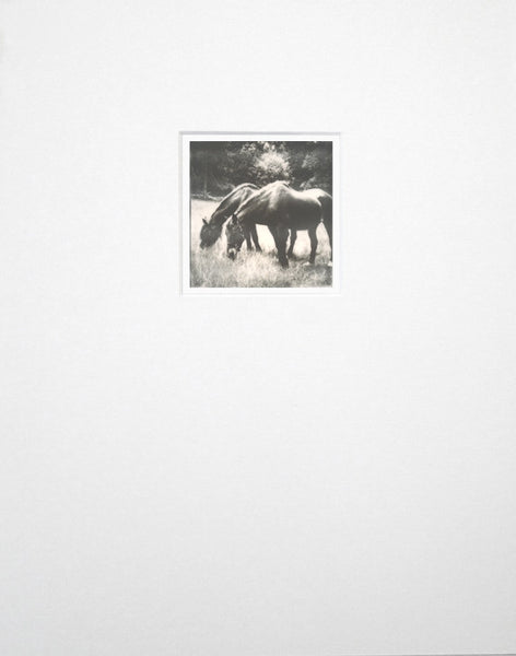 Original polaroid photograph of grazing horses by Keith Dotson, matted to fit an 11 x 14 inch frame