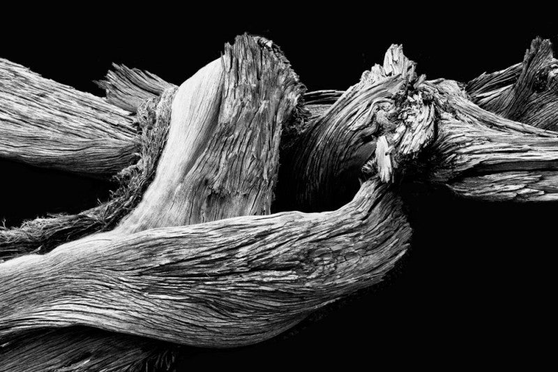 Detailed black and white photograph of a twisted desert tree on a black background, photographed in the desert of Utah.