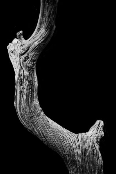 Black and white photograph of a desert tree on black background