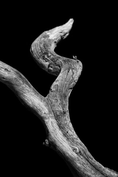 Black and white photograph of a desert tree on black background.