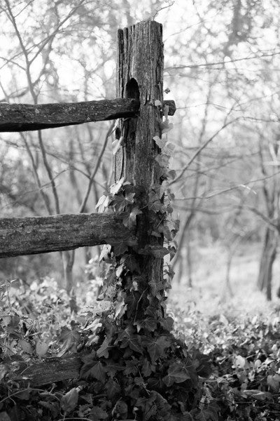 Black and white landscape photograph of an ivy-clad fence post in early morning sunlight on George Washington's property at Mt. Vernon, Virginia.