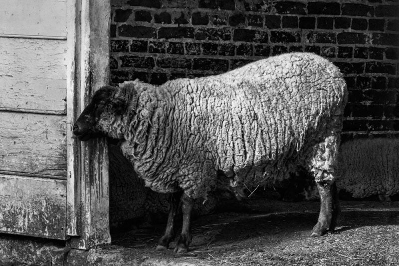 Black and white photograph of sleepy sheep on the working farm that still operates on George Washington's property at Mt. Vernon, Virginia.