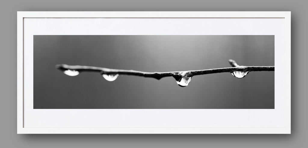 Panorama photograph of four raindrops on a tree branch