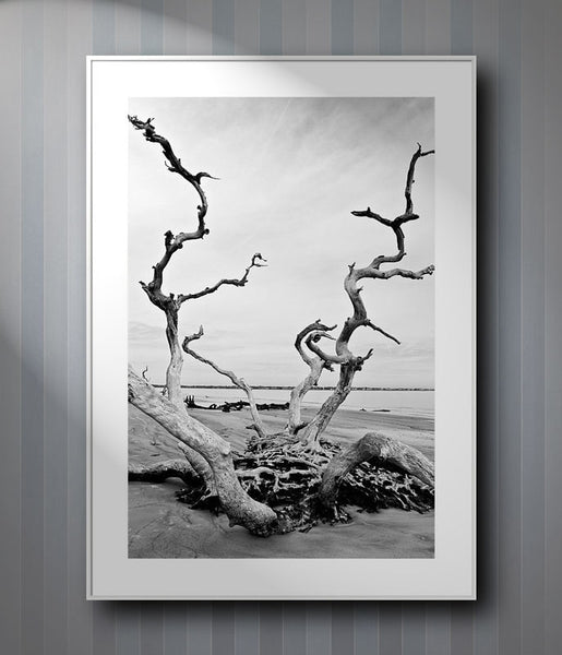 Haunting black and white photographs of dead trees on Driftwood Beach ...