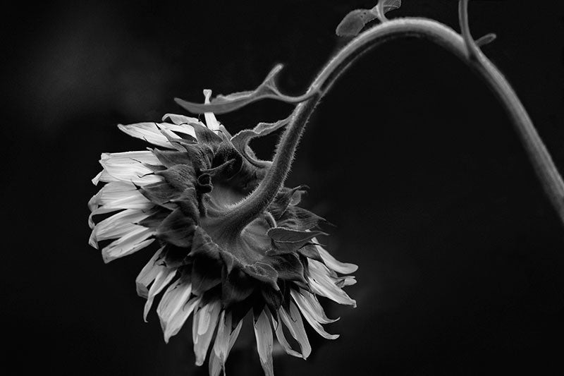 Black and white photographs of sunflowers in early morning light